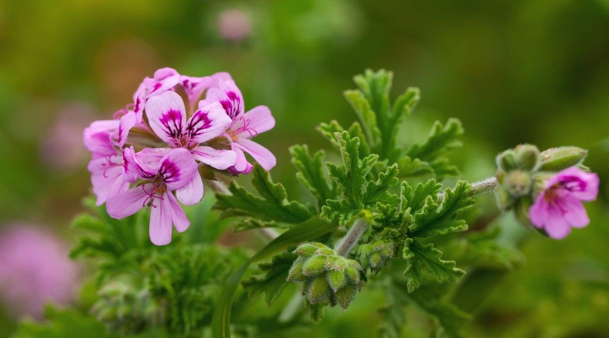 Close-up of a flowering plant Geranium Oak-Leaved (Pelargonium quercifolium) on a green blurred background. This is a unique variety of geranium known for its oak leaves. The foliage has a textured and jagged appearance, reminiscent of intricately divided oak leaves. The leaves are green in color, which gives the plant an interesting and unique visual element. Geranium Oak-Leaved produces small, delicate flowers that are lavender-pink in color.