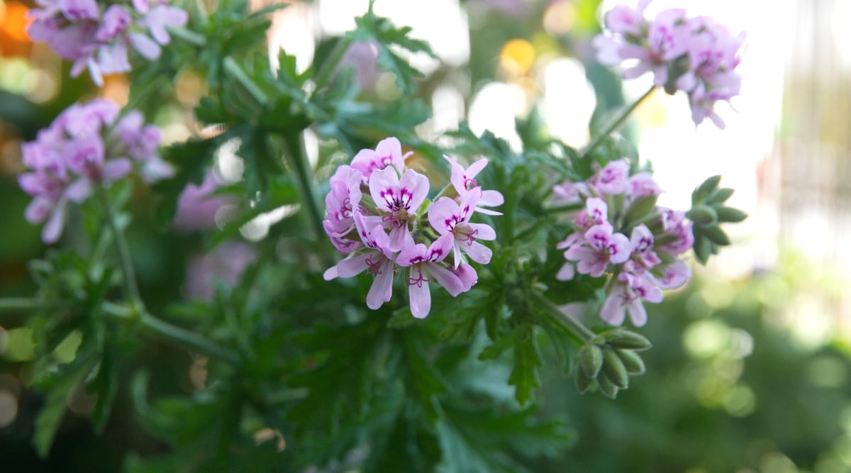 Close-up of a flowering Geranium &lsquo;Grey Lady Plymouth&rsquo; (Pelargonium graveolens) plant indoors against a blurred background. This variety is known for its attractive variegated leaves and delightful rose scent. The leaves of the &lsquo;Grey Lady Plymouth&rsquo; geranium are variegated with hints of green and creamy white. The plant produces small, five-petalled, delicate lavender-pink flowers with deep pink veins.