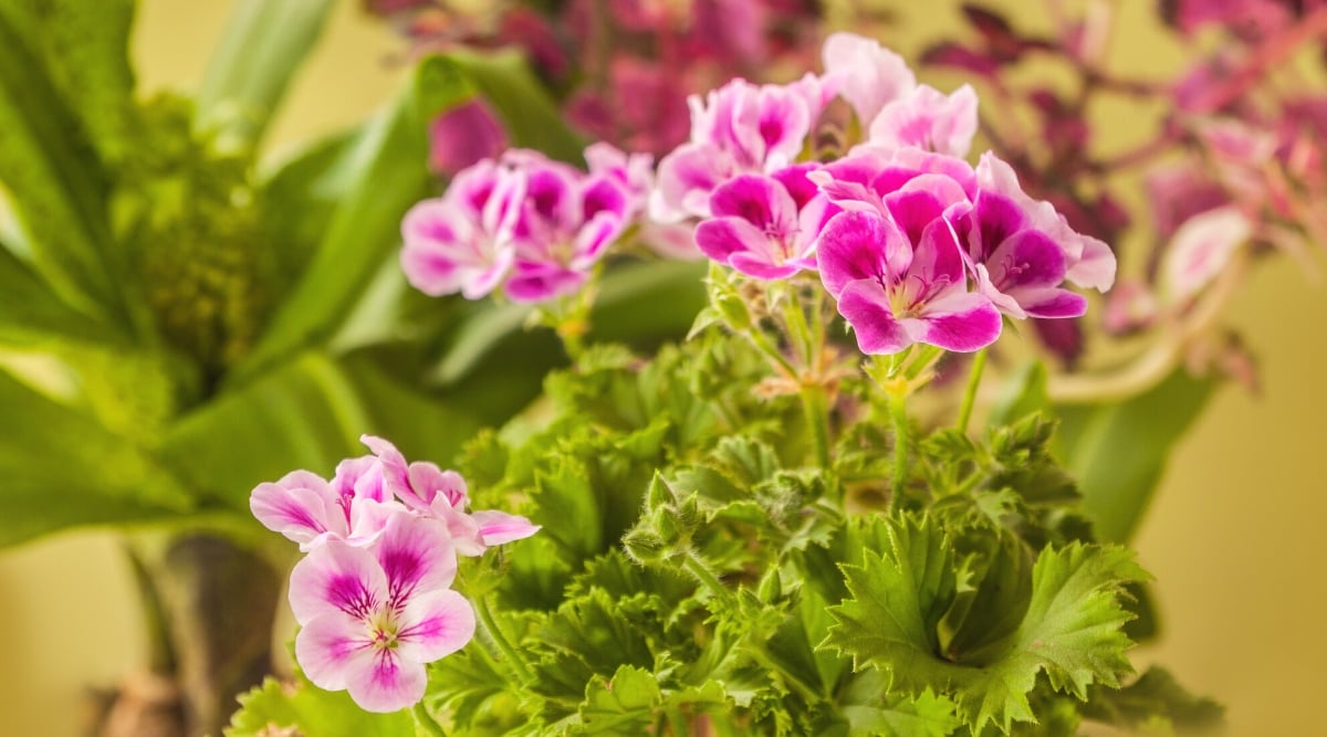 Close-up of a blooming Geranium &lsquo;Lemona&rsquo; (Pelargonium crispum) against a blurred background of potted plants. This is a special variety known for its lemon-scented leaves and delicate flowers. The leaves of &lsquo;Lemon&rsquo; geranium are small and deeply lobed, giving them an intricate and attractive appearance. They are bright green in color and have a distinct lemon flavor. Geranium forms brushes of small delicate flowers, pale pink with rich pink spots on the petals.