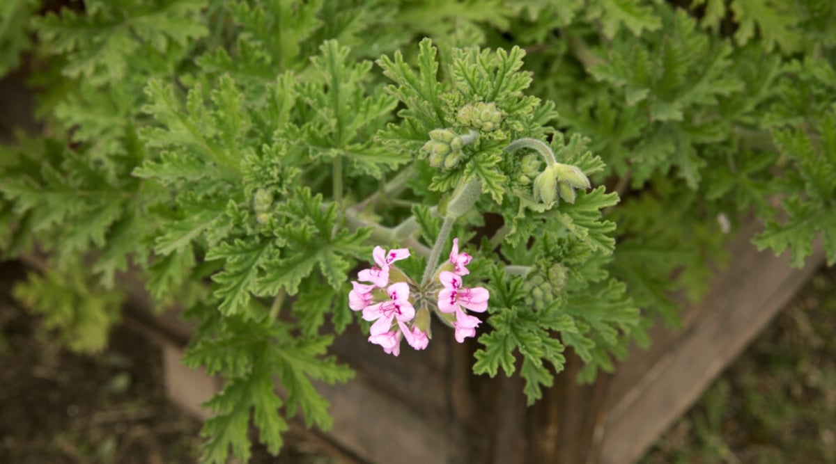 Close-up of a flowering Geranium &lsquo;Mabel Grey&rsquo; (Pelargonium citronellum) plant on a raised bed in a garden. This variety is known for its beautiful grey-green leaves and citrusy citronella aroma. Geranium leaves are grey-green in color, with a velvety texture and deep lobes, giving them a slightly lacy appearance. Geranium produces small and delicate lavender-pink five-petalled flowers with purple veins on the top two petals.
