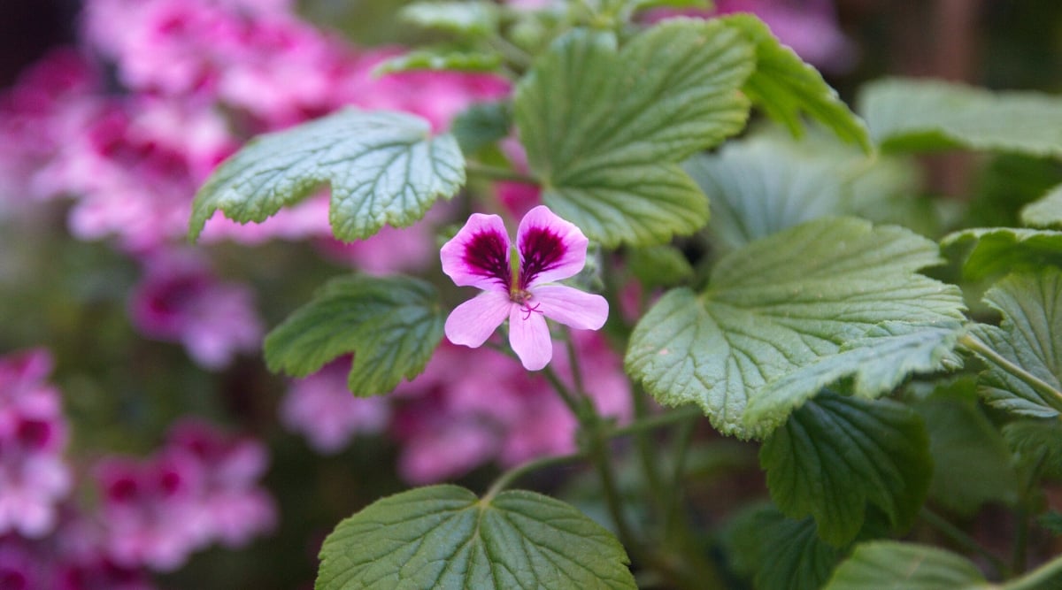 Close-up of a blooming geranium &lsquo;Orange Fizz&rsquo; P. citriodorum against a blurred background. This is a special variety known for its citrus leaves and bright pink flowers. The leaves of the &lsquo;Orange Fizz&rsquo; geranium are bright green and have deep lobes and slightly serrated edges. The flower consists of five petals and is held above the foliage on a long stem. Pale pink flower with purple strokes on the top two petals.