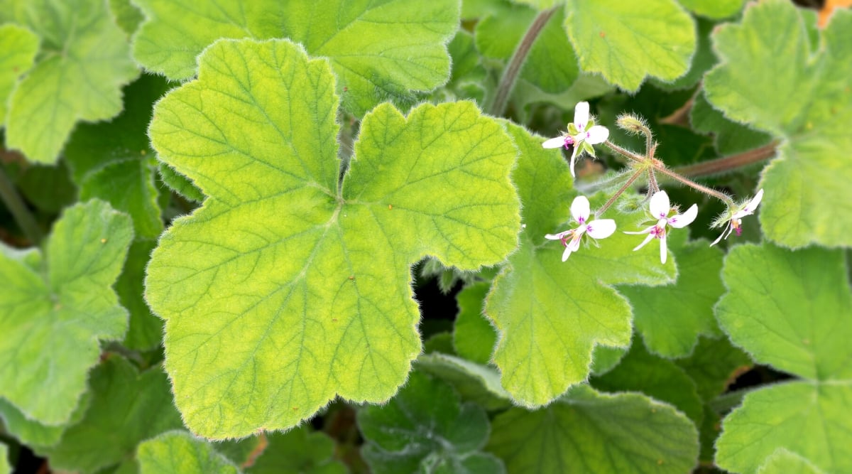 Close-up of a flowering plant Geranium &lsquo;Peppermint&rsquo; (Pelargonium tomentosum). This variety is known for its fragrant leaves with a refreshing peppermint scent. The leaves of Geranium &lsquo;Peppermint&rsquo; are medium, deeply lobed, with a velvety texture and serrated edges. The leaves are bright green. Geranium &lsquo;Peppermint&rsquo; produces small and delicate white flowers with two oval upper petals and three narrow elongated lower ones. The flowers appear in inflorescences above the leaves, giving the plant a touch of elegance.