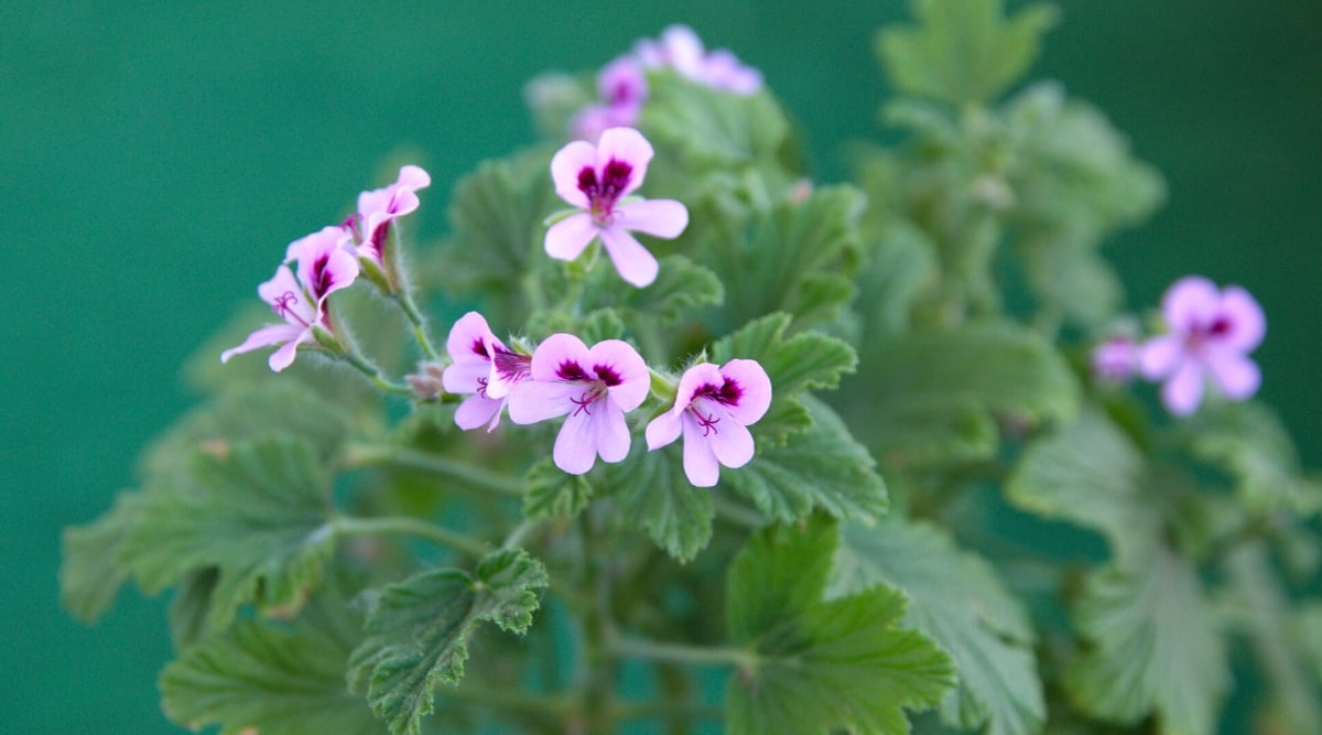 Close-up of a flowering geranium plant ‘Skeleton Rose’ or ‘Dr. Livingston' P. radens on a blurry green background. Geranium ‘Dr. Livingston' is a compact and bushy plant, with curly growth, forming a dense and round shape. Geranium leaves are dark green in color and have a somewhat rounded and slightly lobed shape. They are known for their slightly serrated edges and have a matte, velvety texture. Geranium produces small but vibrant flowers in shades of purple and lavender. The flowers are five-petalled and are held above the foliage on long stems.