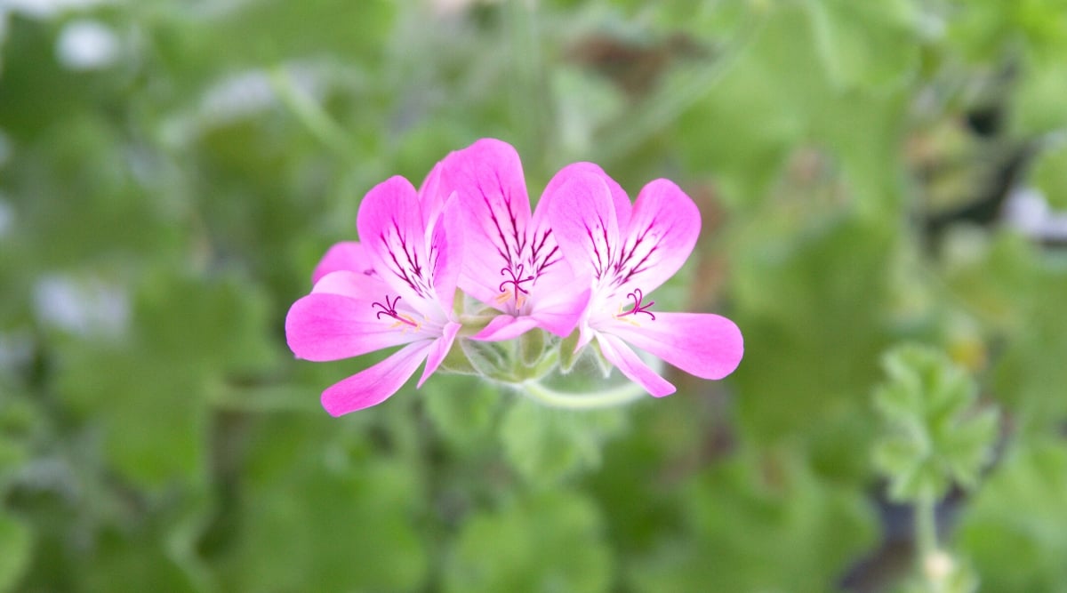 Close-up of &lsquo;Snowflake Rose&rsquo; P. x capitatum geranium flowers against a blurred background of pale green lobed foliage. The flowers are small, five-petalled, growing in a cluster towering above the foliage. Flowers consist of five individual petals arranged symmetrically. The petals are a soft pink with a paler pink towards the center of the flower. The top two petals have thin purple veins.