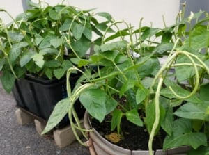 A close-up shot a small composition of developing long green legume pods and their leaves, placed in pots, showcasing green beans in containers