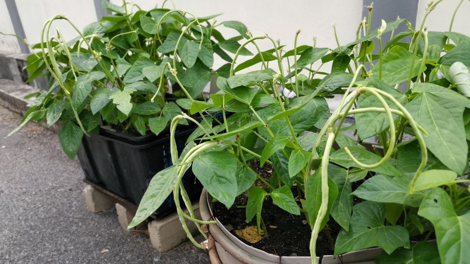 A close-up shot a small composition of developing long green legume pods and their leaves, placed in pots, showcasing green beans in containers