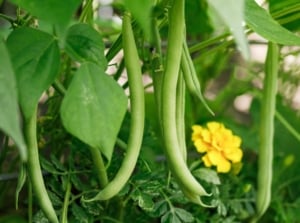 A close-up shot of a small composition of developing legume pods, alongside a yellow colored marigold, showcasing bean companion plants