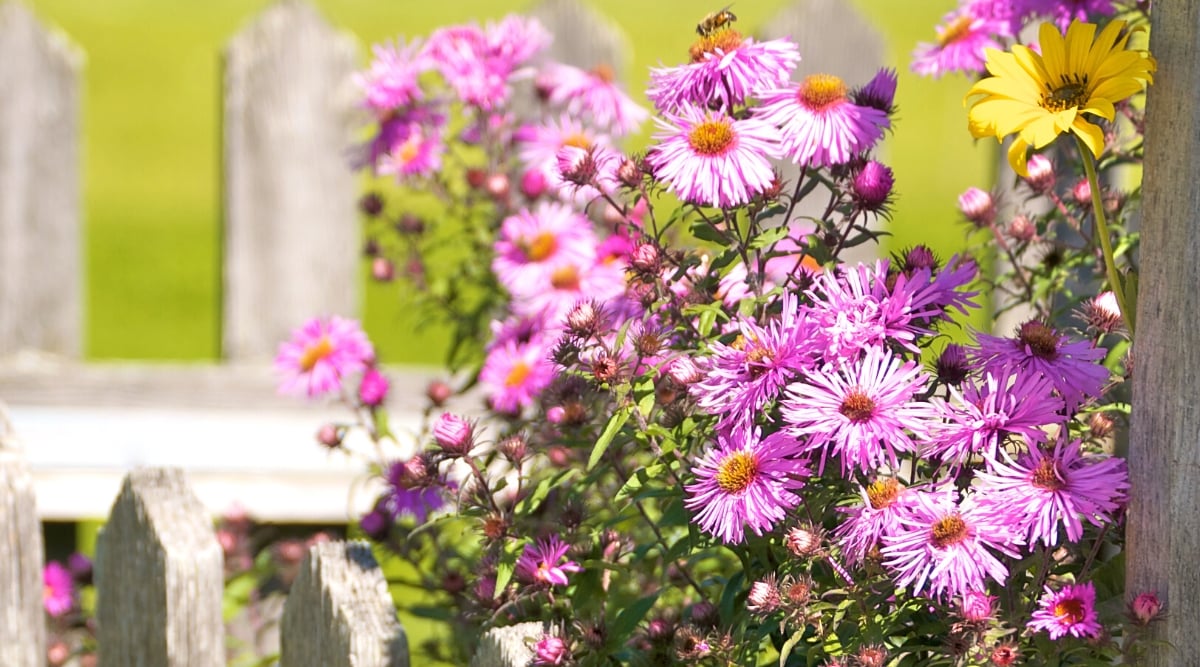Close-up of a flowering plant Aster ‘Wood’s Purple’ in a sunny garden, near a wooden fence. Aster &lsquo;Wood&rsquo;s Purple&rsquo; is a perennial plant known for its captivating purple flowers and lush foliage. The leaves are lanceolate, dark green, slightly serrated along the edges. Aster flowers are similar to daisies with bright purple petals surrounding a contrasting yellow center.