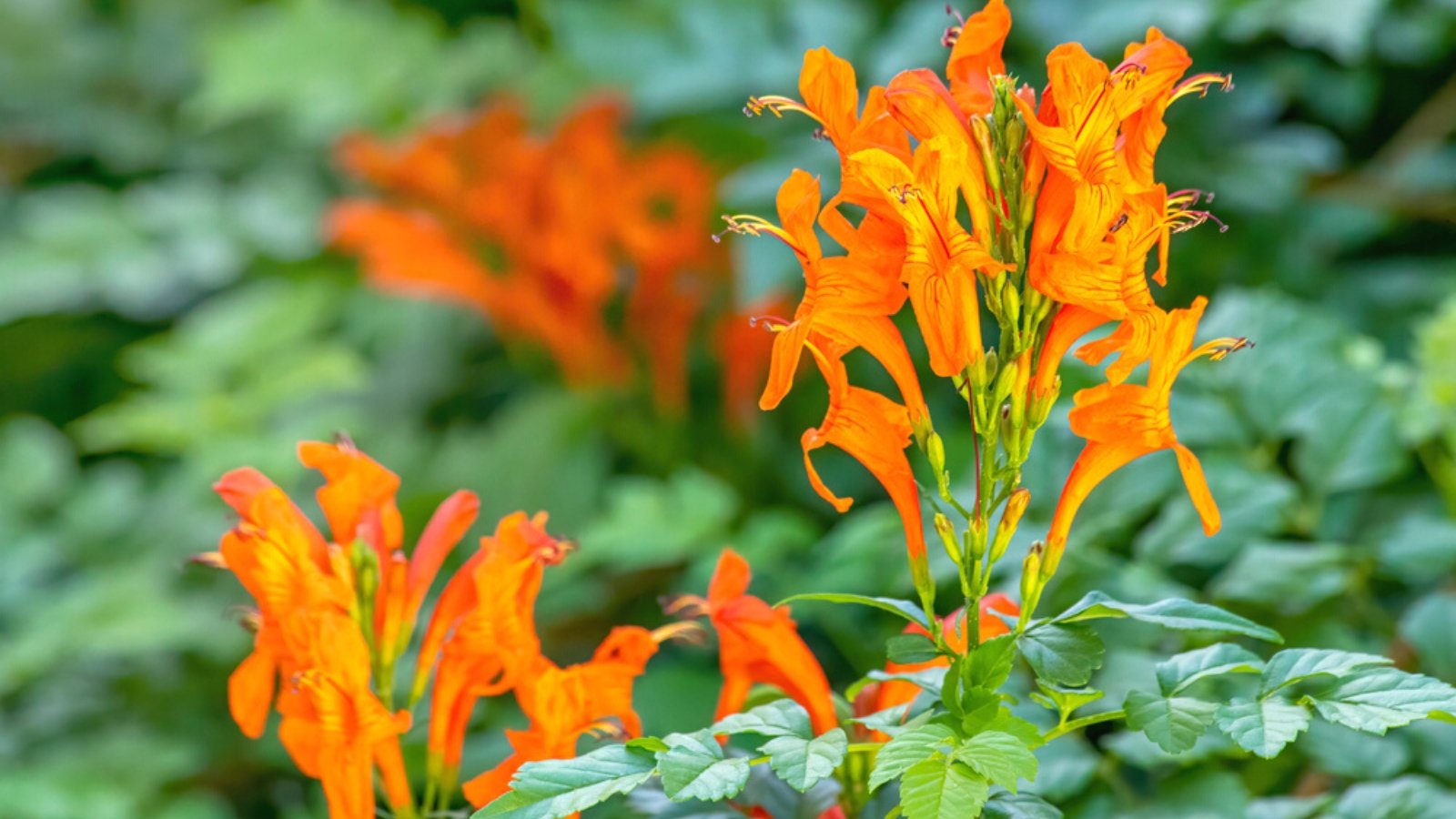 How to Plant, Grow, and Care for Cape Honeysuckle