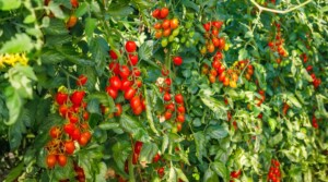 19 Early Season Tomato Varieties For Your Garden
