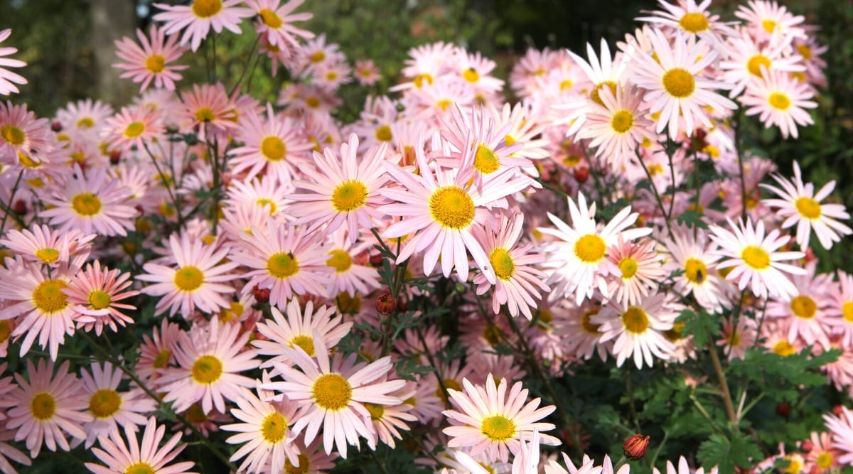 Close-up of a profusely flowering Chrysanthemum &lsquo;Hillside Sheffield Pink&rsquo; in a sunny garden. It is a herbaceous perennial that forms dense mounds of foliage and produces profuse flowers. Chrysanthemum leaves have deep lobes and serrations, creating an attractive fern-like appearance. The flowers are daisy-shaped, with numerous petals radiating from a central disc. The petals are a beautiful pink color.