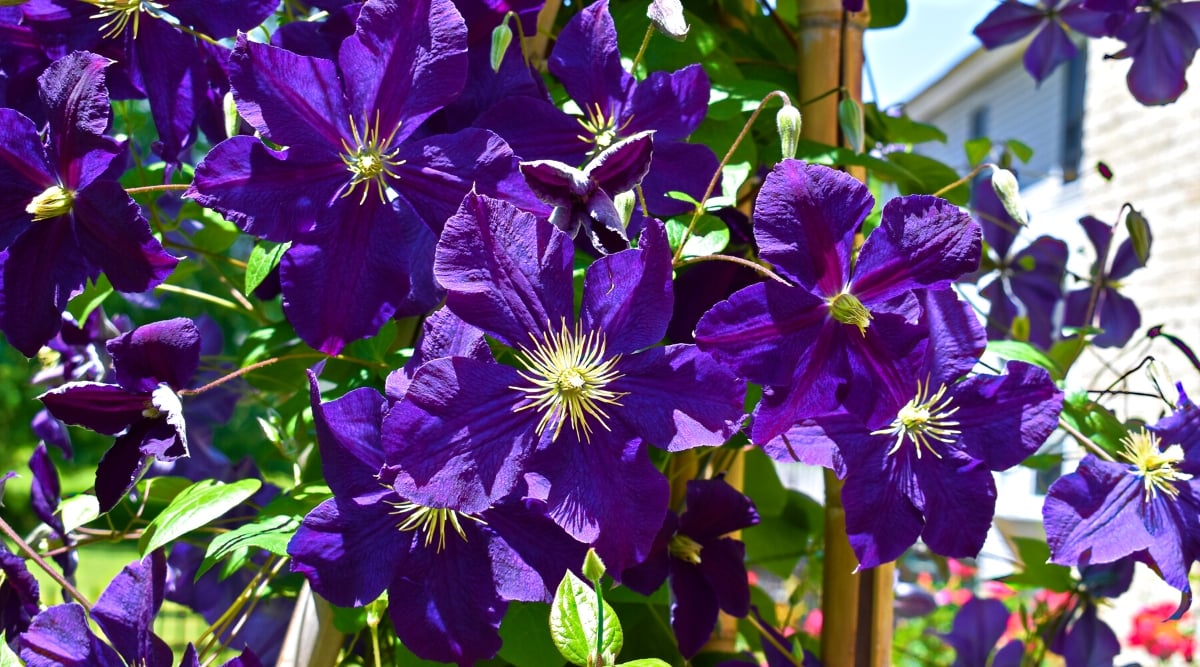 Close-up of a flowering Clematis &lsquo;Jackmanii&rsquo; plant in a sunny garden. The plant has climbing vines covered with dark green leaves. They are deeply lobed and have a glossy appearance, adding an attractive backdrop to the vibrant flowers. The flowers are large, showy, with velvety dark purple petals. Each flower is composed of six to eight sepals that overlap each other to form a star-like shape.