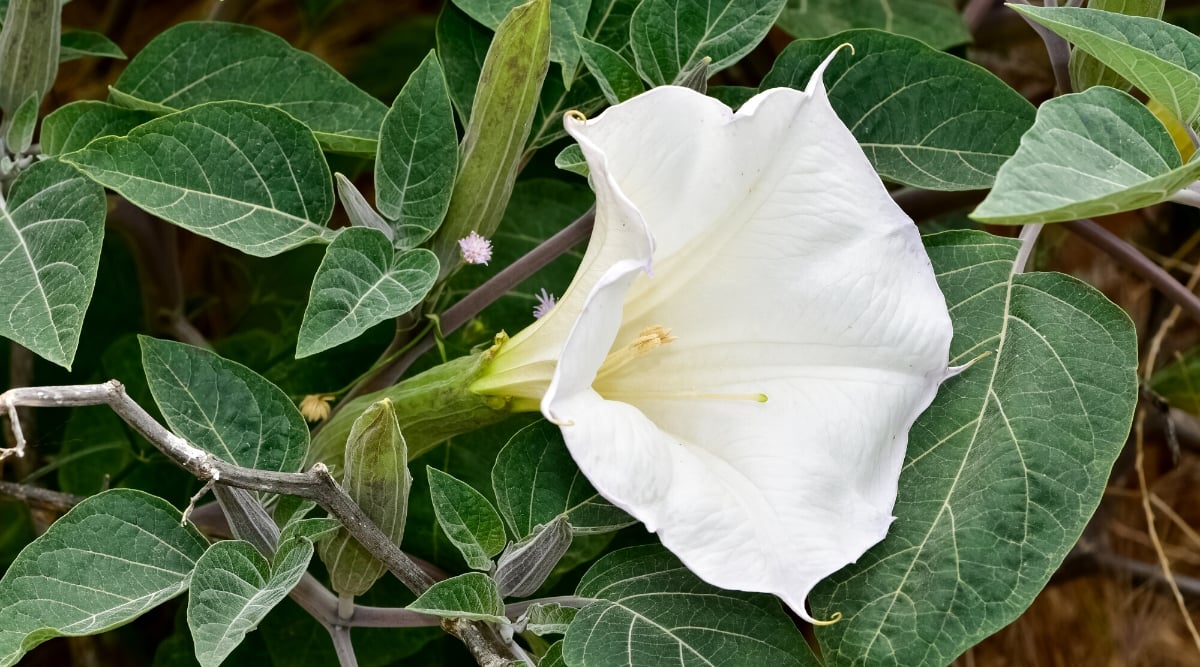 A close-up of a Devil's Trumpet, scientifically known as Datura, flowering plant in a garden. The plant has a branched growth habit. The leaves of Devil's Trumpet are large and alternate along the stems. They have a rough texture and are oval or triangular in shape. The leaves are dark green with white veins. The flower is large, showy, tubular, white.