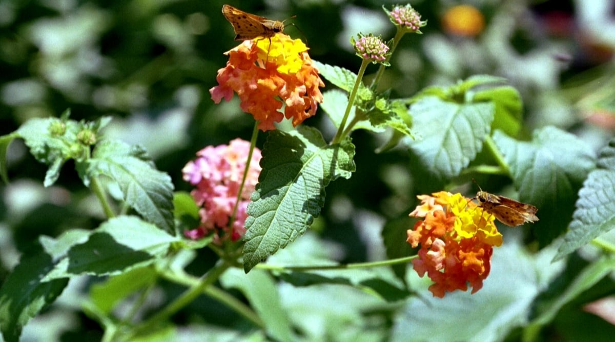 Close-up of Lantana camara &lsquo;Miss Huff&rsquo; flowering plant in a sunny garden. A small brown butterfly with black markings on its wings sits on a flower. Lantana camara &lsquo;Miss Huff&rsquo; is a perennial plant with lush foliage. The leaves are gray-green in color, lanceolate in shape, with a rough texture. The flowers are large, showy, and include bright orange, yellow, and pink hues.