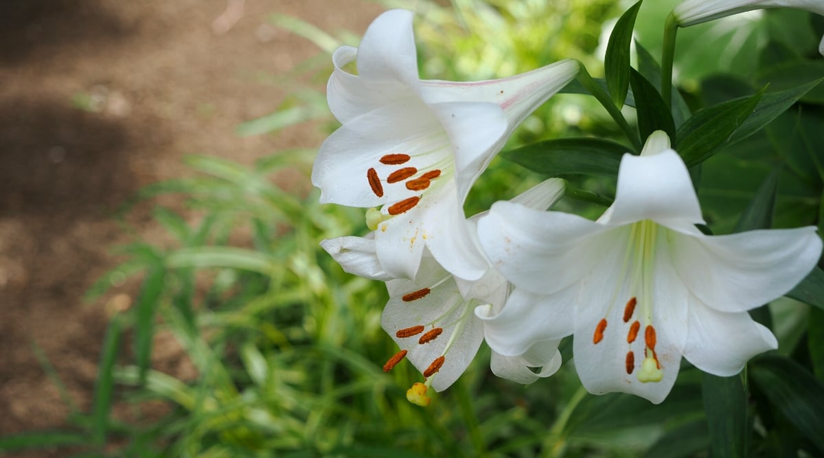 Close-up of a flowering Lilium &lsquo;Casa Blanca&rsquo; plant in a garden. The plant has large: spectacular white flowers of a tubular shape with petals bent back. The plant itself has tall stems that rise above the foliage. Lily leaves are lanceolate, glossy, dark green.