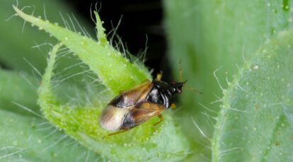 Premates Insects 15 Beneficial Predators to Attract to Your Garden