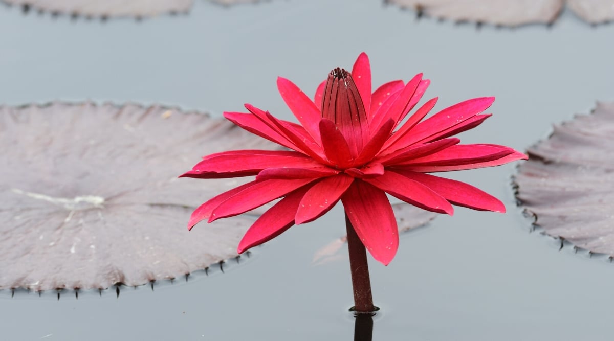 Close-up of a Nymphaea &lsquo;Red Flare&rsquo; flower against a blurred water background. Nymphaea &lsquo;Red Flare&rsquo; is a captivating aquatic plant known for its vibrant leaves and striking red flowers. The plant has large, round maroon leaves that float on the surface of the water. The flower is large, showy, dark crimson, cup-shaped, with several layers of petals.