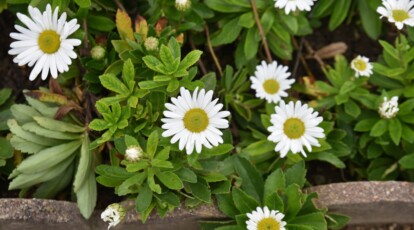 How to Plant, Grow, and Care For Montauk Daisies