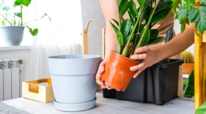 How to Choose The Perfect Pot or Container For Your Succulents