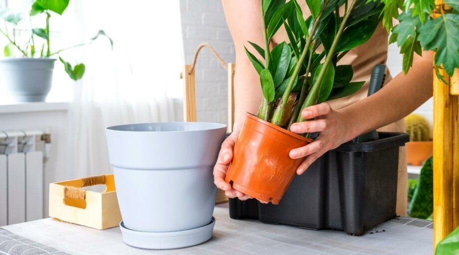 How to Choose The Perfect Pot or Container For Your Succulents