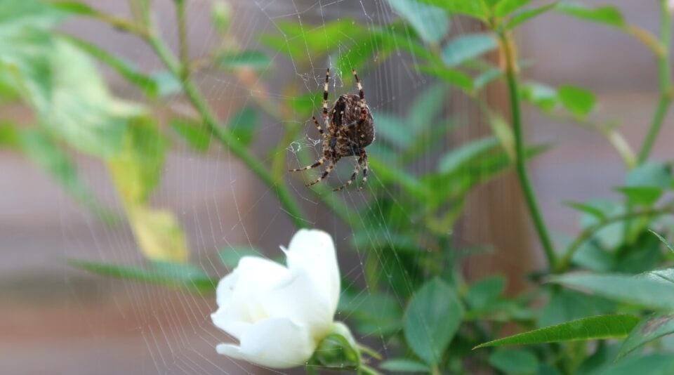 15 Beneficial Predators to Attract to Your Garden