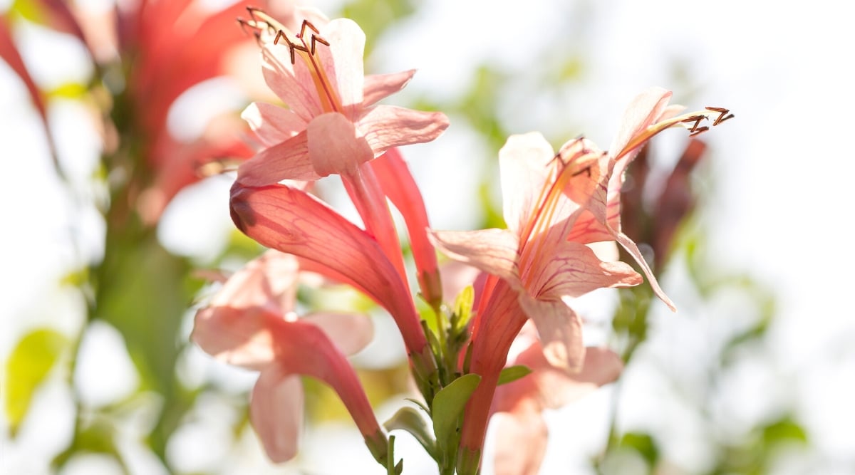 Close-up of a flowering plant Tecomaria capensis &lsquo;Apricot&rsquo; against a blurred background. The plant has a bunch of tubular long peach-apricot flowers. The petals have dark pink veins. Long, thin stamens protrude from their flower centers.