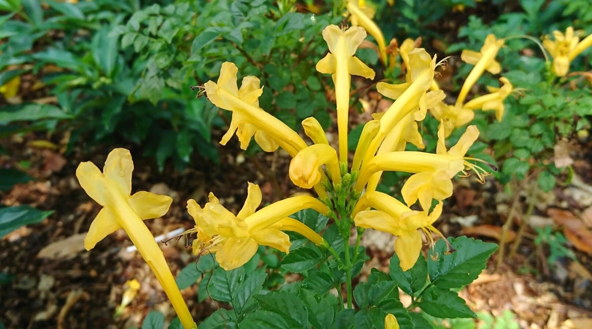 Close-up of a flowering plant Tecomaria capensis &lsquo;Aurea&rsquo; against a blurred background. The plant has long spreading branches with complex leaves. Large clusters of bright yellow tubular flowers grow on the branches. The leaves are dark green, composed of oval toothed leaflets.