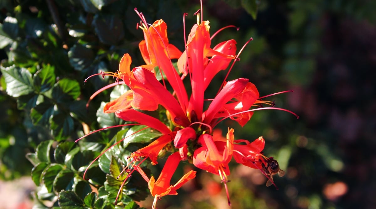 Close-up of a flowering plant Tecomaria capensis &lsquo;Coccinea&rsquo; against a blurred background. The plant forms a bunch of elongated tubular bright red flowers with long protruding stamens from the centers. The leaves are bright green, glossy, compound, composed of several leaflets arranged along the central stem. Leaflets are oval, with serrated edges.