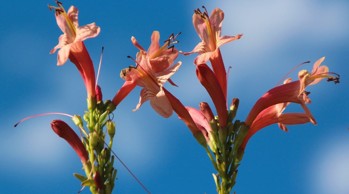 Close-up of a flowering plant Tecomaria capensis &lsquo;Salmon&rsquo; against a blue sky. The plant has bright salmon-colored flowers. The flowers are tubular and have 5 petals. Long stamens protrude from the centers of the flowers.