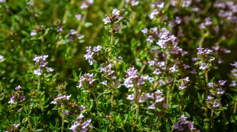 31 Perennials You Should Try Planting This Fall