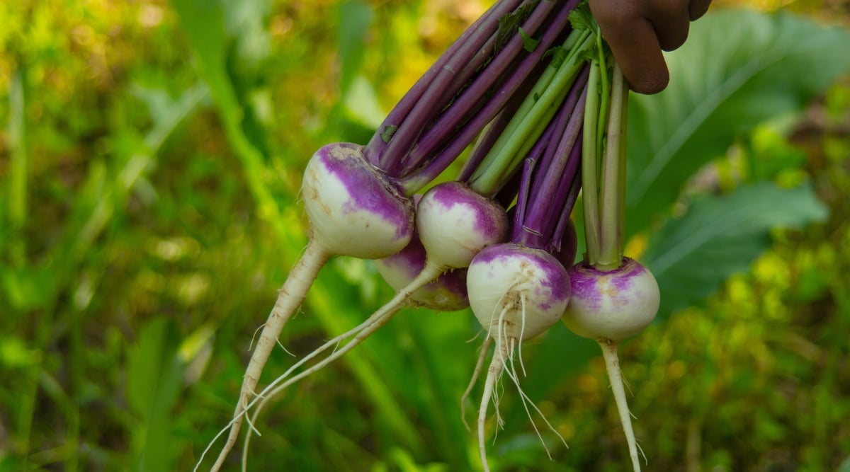 Close-up of a freshly picked turnip in a woman's hand, against the backdrop of a garden. The plant has medium round white roots with bright purple tops, from which grow dense, purple and green stems with large broad leaves.