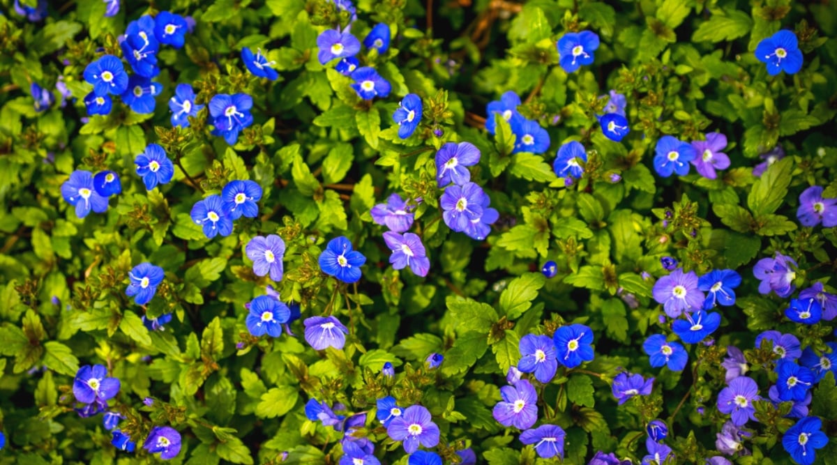 Top view, close-up of a flowering Speedwell &lsquo;Georgia Blue&rsquo; plant in the garden. The plant has small, ovate or spear-shaped leaves that are dark green in color. The leaves grow densely and form a short, spreading habit, creating a carpet effect. The flowers are delicate and bright blue and purple. They have four petals and a tubular shape.