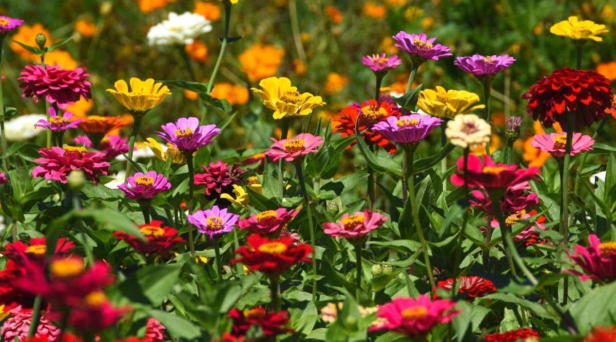 Close-up of multi-colored flowering zinnias in the garden. Zinnia plants are bushy and compact, growing in a variety of vibrant colors. They have long, slender stems with lance-shaped leaves that are typically green. The leaves are arranged opposite each other along the stems. Zinnias produce beautiful, daisy-like flowers with multiple layers of petals. The flowers come in a wide range of colors including red, orange, yellow, pink, purple and white.