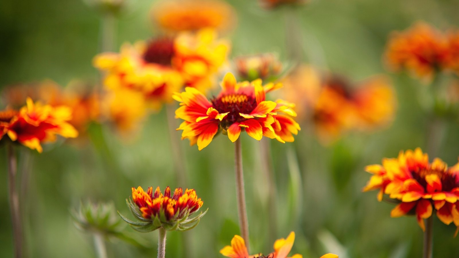 27 Flowering Perennials that Thrive With Some Neglect