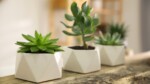How to Choose The Perfect Pot or Container For Your Succulents
