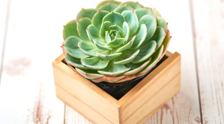 How to Choose The Perfect Pot or Container For Your Succulents