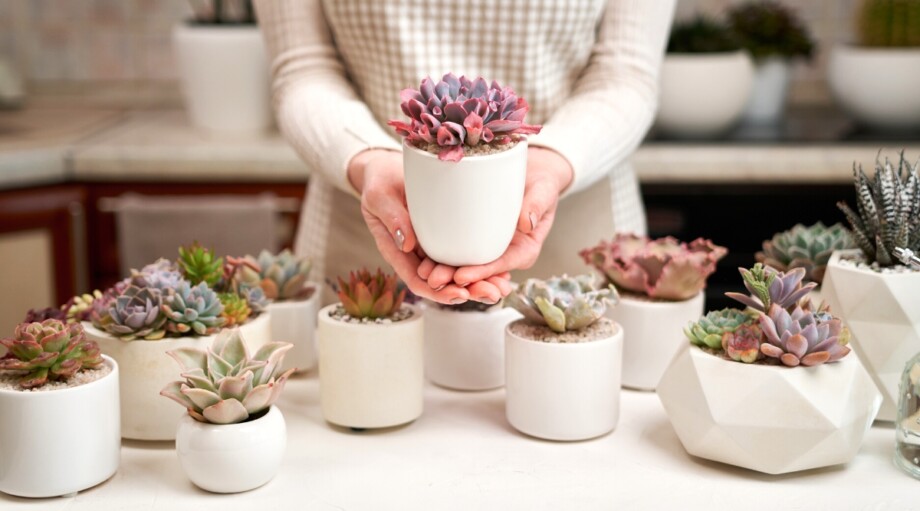 How to Choose The Perfect Pot or Container For Your Succulents