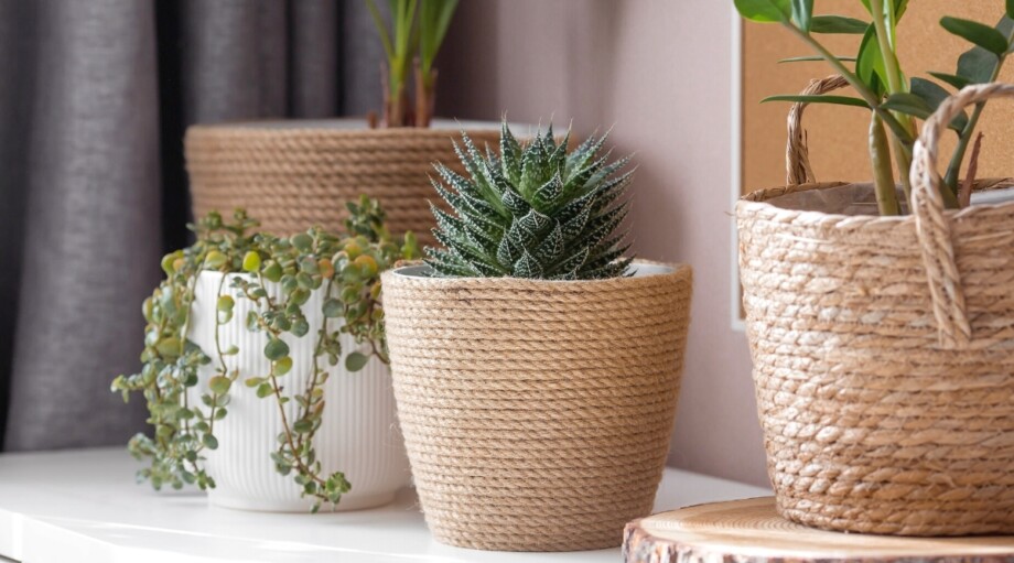 How to Choose The Perfect Pot or Container For Your Succulents