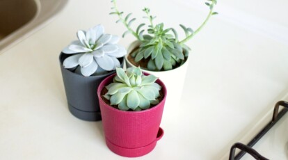 How to Choose The Perfect Pot or Container For Your Succulents
