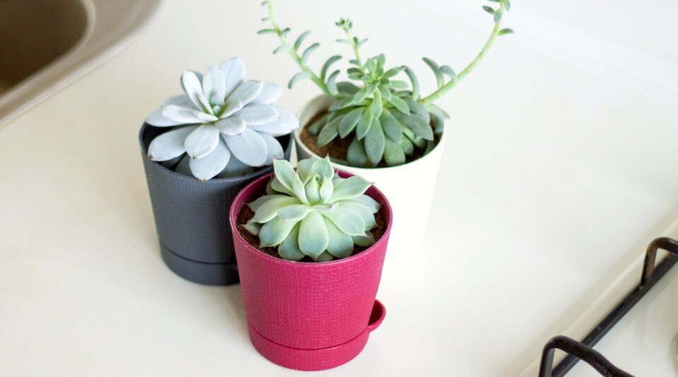 How to Choose The Perfect Pot or Container For Your Succulents