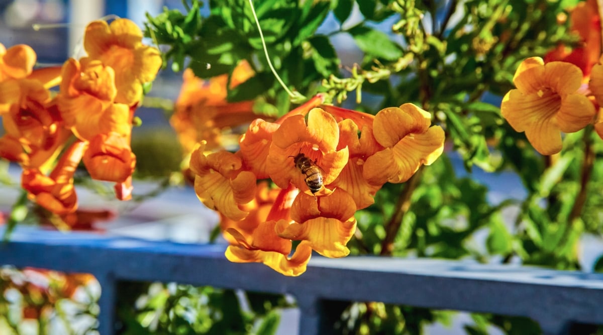 Close-up of a flowering Tecomaria x &lsquo;Orange Jubilee&rsquo; plant in a sunny garden. The plant displays brilliant orange tubular flowers and lush bright green foliage. The flowers are large, tubular, with five petals.