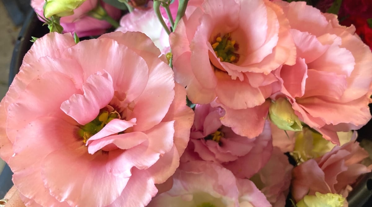 Close-up of collected flowers of &lsquo;Arena&rsquo; Lisianthus. The plant produces tall strong stems adorned with exquisite, ruffled flowers. Lisianthus flowers are a soft bed pink shade, composed of several layers of petals that create a full and voluminous appearance.