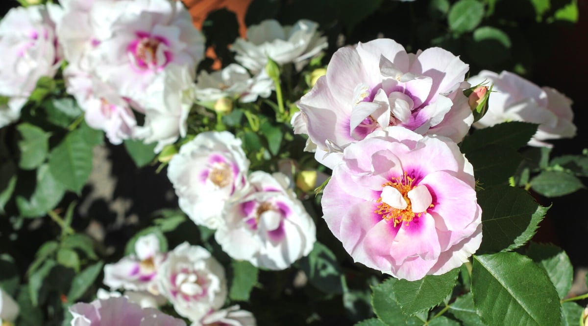 Close-up of a flowering Rosa &lsquo;Easy on the Eyes&rsquo; bush in a sunny garden. The foliage of the plant consists of shiny green leaves of medium size, oval in shape, with serrated edges. &lsquo;Easy on the Eyes&rsquo; produces attractive medium sized flowers. They are terry, with elegant corrugated petals in soft pastel colors. The color palette includes shades of soft pink, white and rich crimson in the centers.
