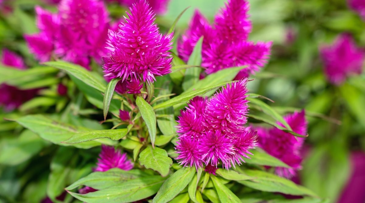 Close-up of a flowering &lsquo;Flamingo&rsquo; Cockscomb plant against a blurred green background. The leaves are dark green and spear-shaped. They are arranged alternately along the stems and have a smooth texture. The plant produces large, velvety flowers that are tightly clustered together in a unique comb-like shape. The flowers are bright pink, reminiscent of bright flamingo feathers.