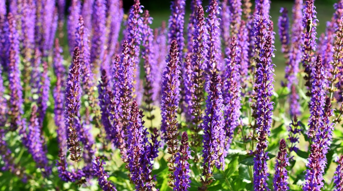 Close-up of &lsquo;Violet Queen&rsquo; Salvia flowering plants in a sunny garden. The plant produces leaves that are ovoid and bright green in color. The plant forms numerous tall peduncles, towering above the foliage. These spikes are adorned with an abundance of vibrant colors in shades of deep purple. Each individual flower has a tubular shape and a characteristic two-lipped structure. The upper lip of the flower is often slightly curved, while the lower lip is larger and opens wider.