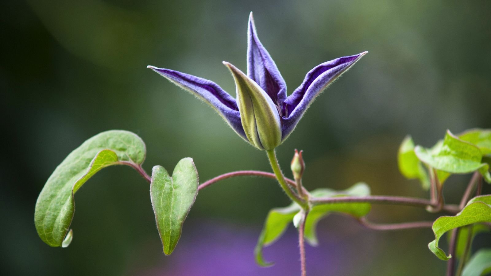 A close-up shot of a blooming flower that showcases how to propagate clematis