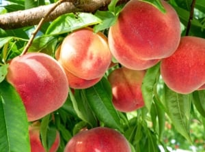 A close-up shot of a composition of fuzzy red-pink-orange colored fruits, growing alongside its leaves on a woody branch, showcasing peach tree growth stages