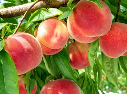A close-up shot of a composition of fuzzy red-pink-orange colored fruits, growing alongside its leaves on a woody branch, showcasing peach tree growth stages