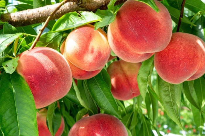 A close-up shot of a composition of fuzzy red-pink-orange colored fruits, growing alongside its leaves on a woody branch, showcasing peach tree growth stages