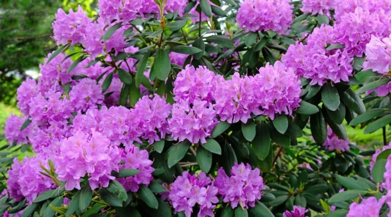 15 Tips For Growing Beautiful Rhododendrons in Containers
